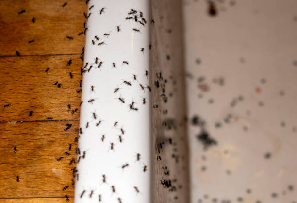 Best Pest Prevention Services  in Woods Creek, WA